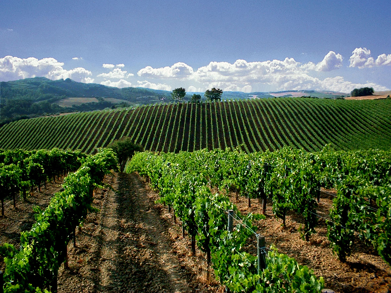 Il Ciliegio &mdash; i vigneti di Monteriggioni