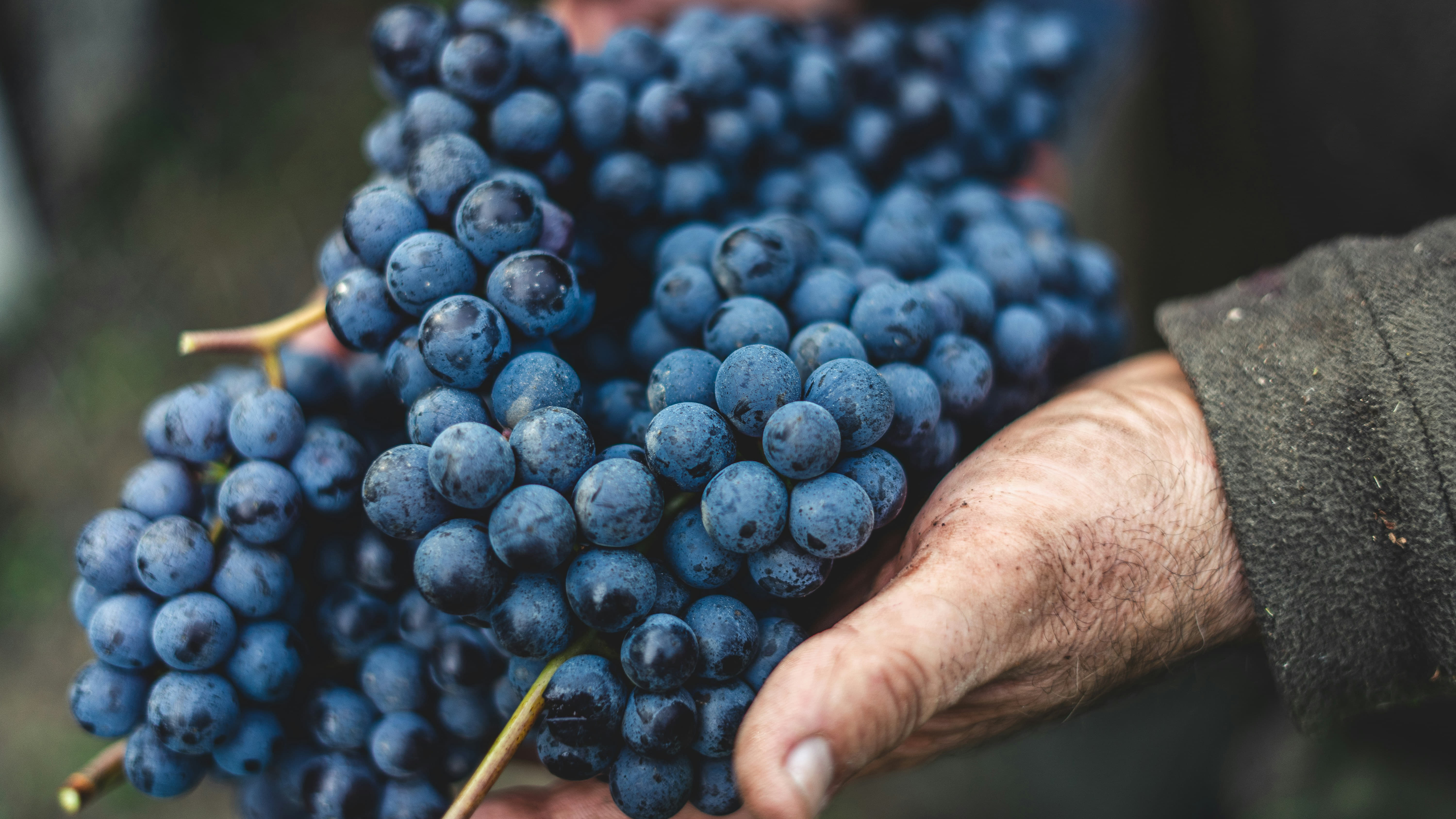 The Pattaro family